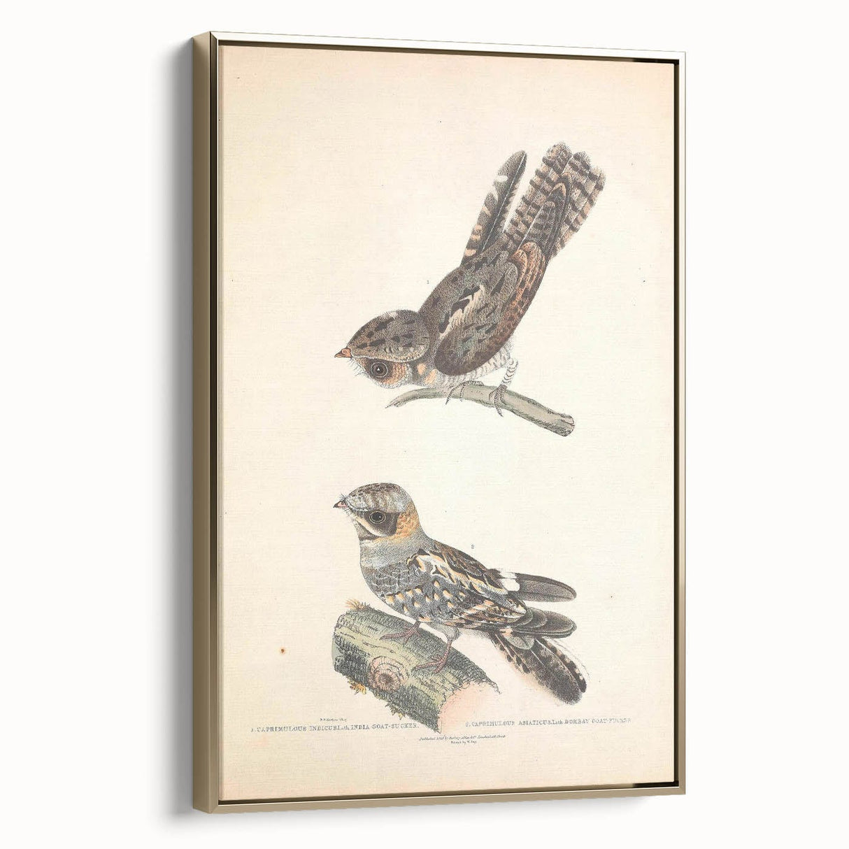 Vintage Animal Art - Goat Sucker Bird Retro Illustration Art Prints
