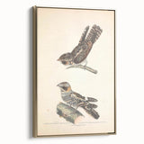 Vintage Animal Art - Goat Sucker Bird Retro Illustration Art Prints