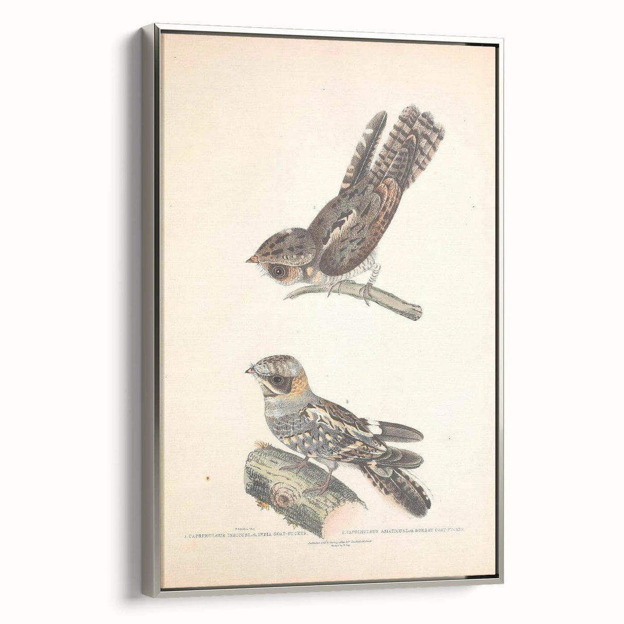 Vintage Animal Art - Goat Sucker Bird Retro Illustration Art Prints
