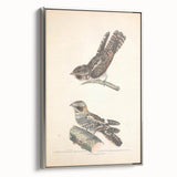 Vintage Animal Art - Goat Sucker Bird Retro Illustration Art Prints