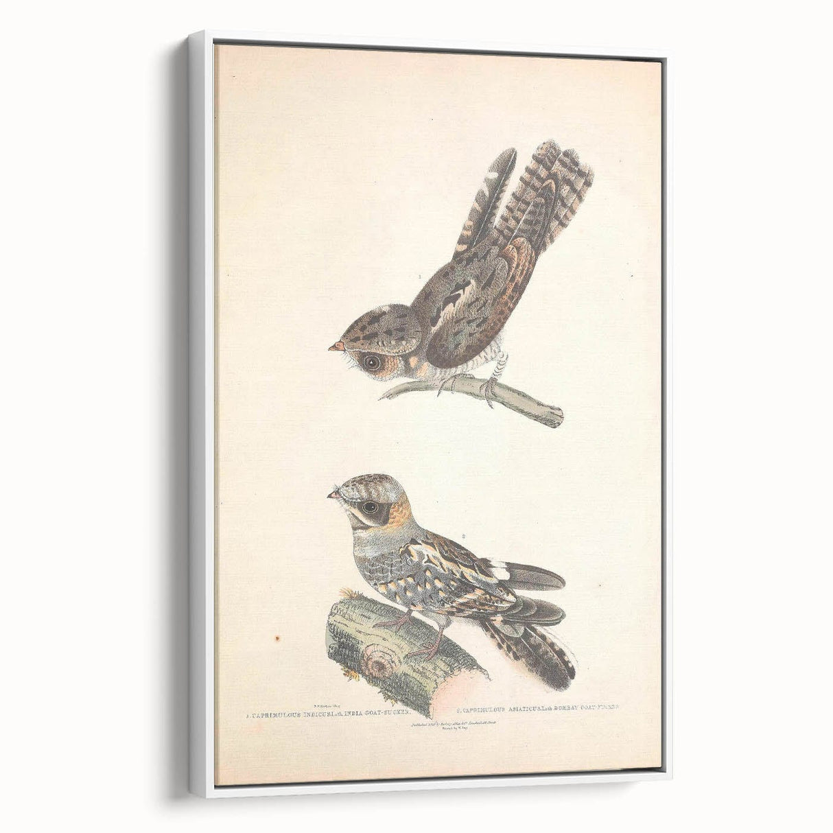 Vintage Animal Art - Goat Sucker Bird Retro Illustration Art Prints