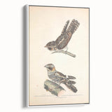 Vintage Animal Art - Goat Sucker Bird Retro Illustration Art Prints