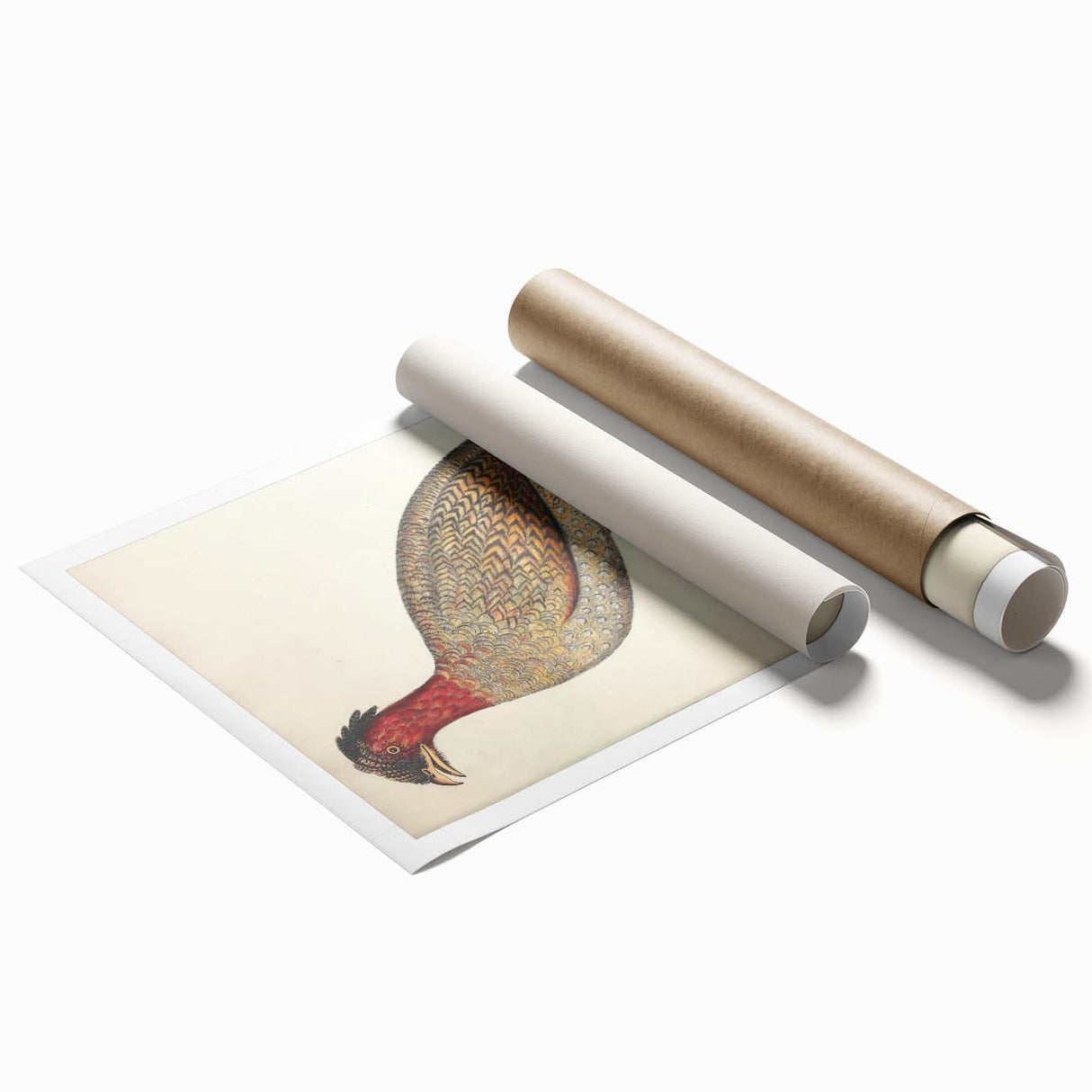 Vintage Animal Art - Black Headed Pheasant Illustration Print