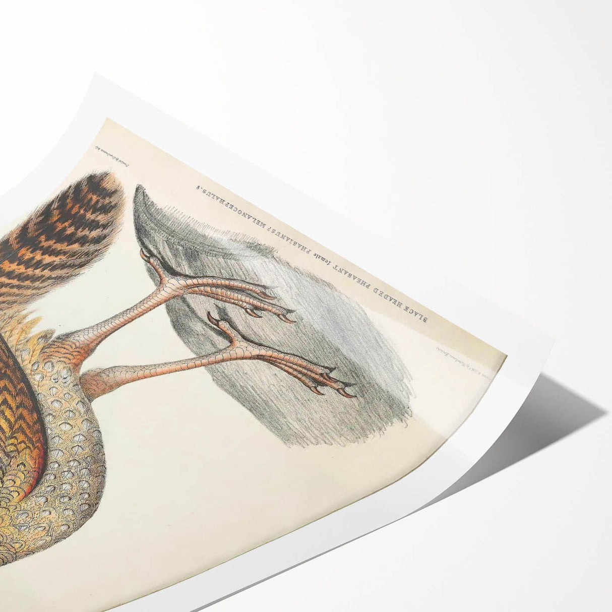 Vintage Animal Art - Black Headed Pheasant Illustration Print
