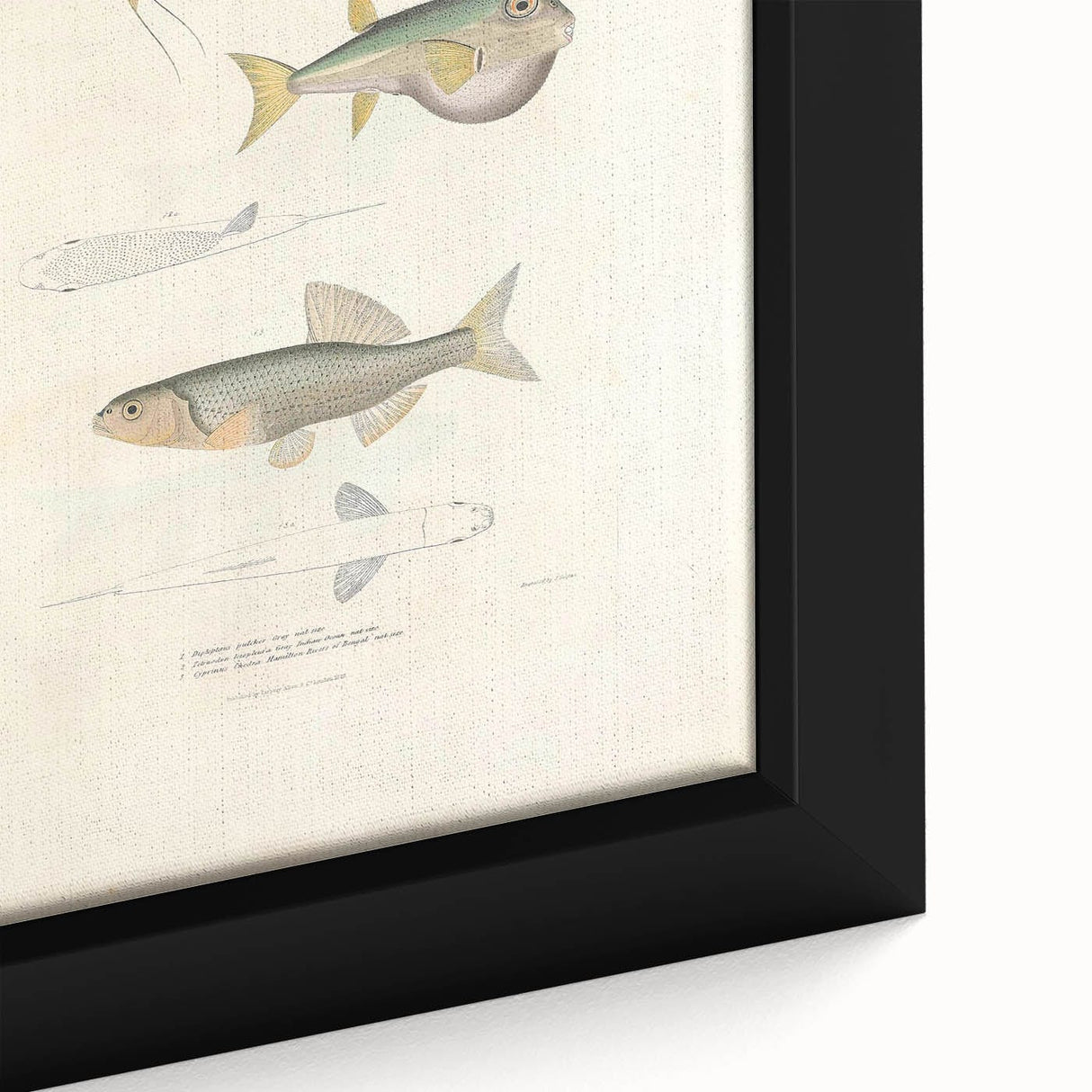 Vintage Animal Art - Fish Illustration Print