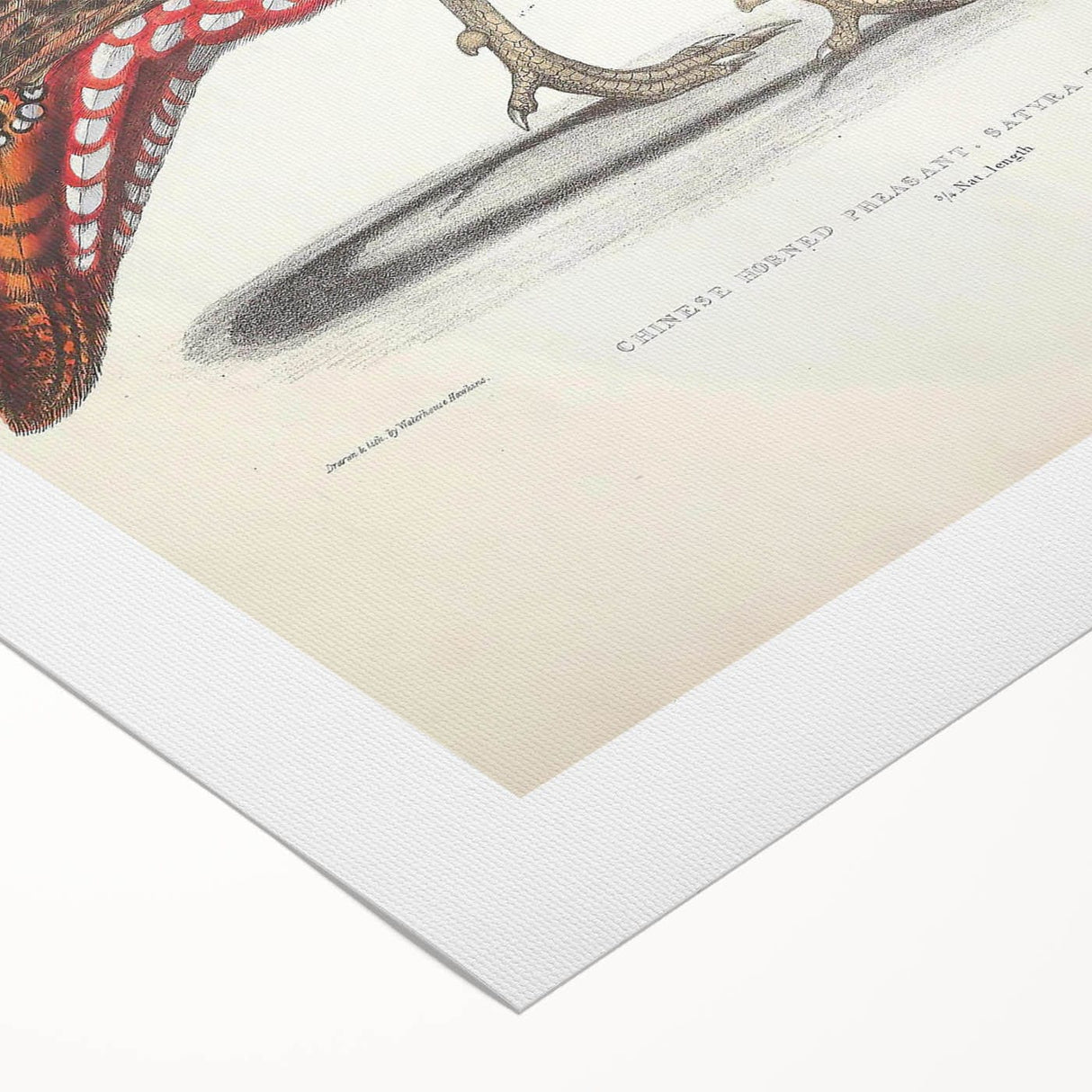 Vintage Animal Art - Chinese Horned Pheasant Illustration Print