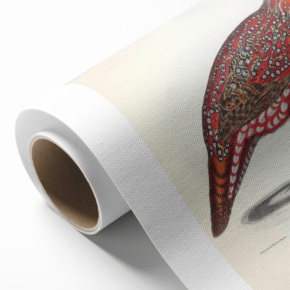 Vintage Animal Art - Chinese Horned Pheasant Illustration Print