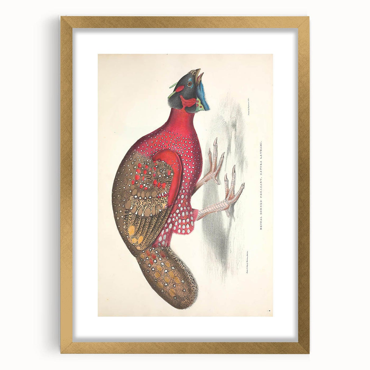 Vintage Animal Art - Bengal Horned Pheasant Illustration Print