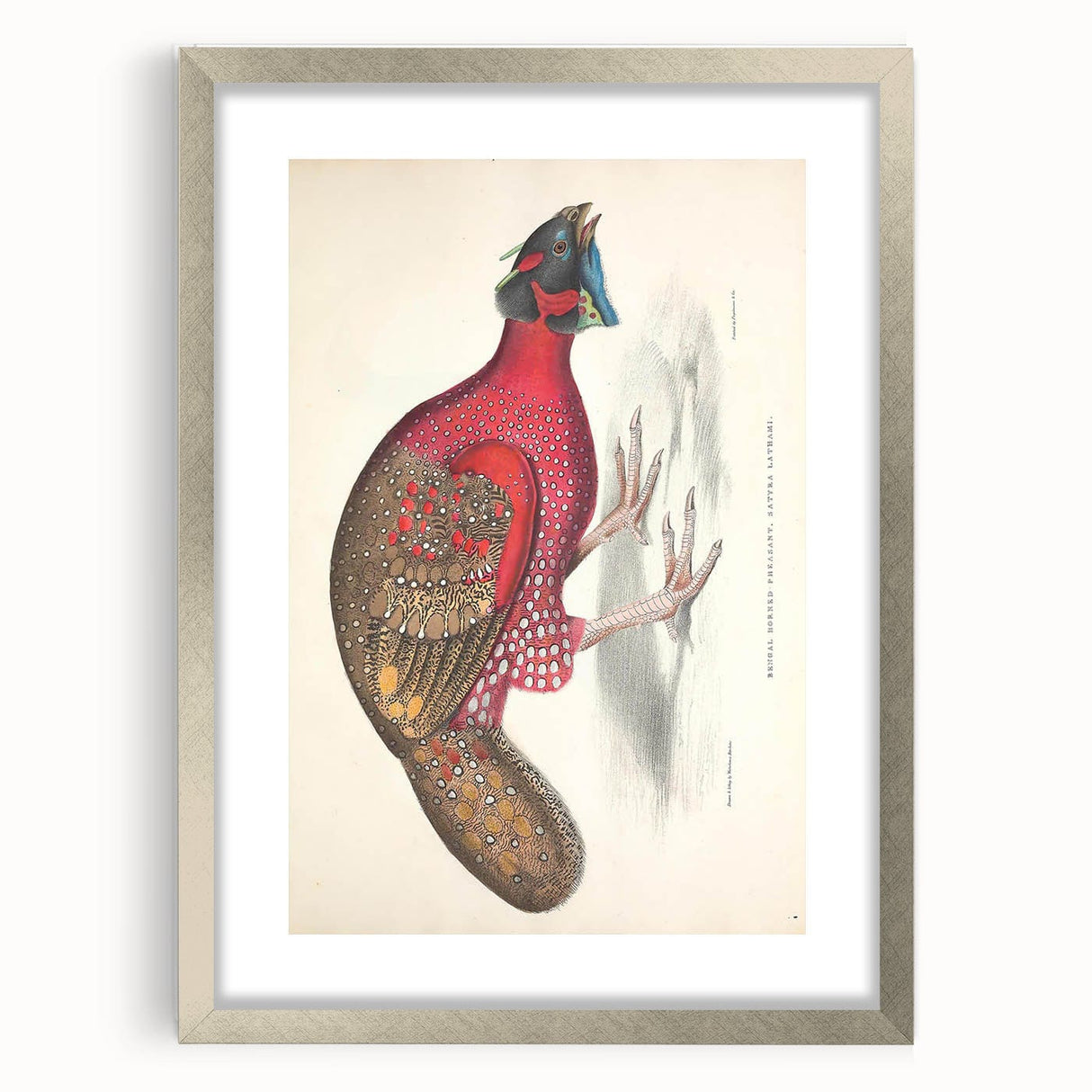 Vintage Animal Art - Bengal Horned Pheasant Illustration Print