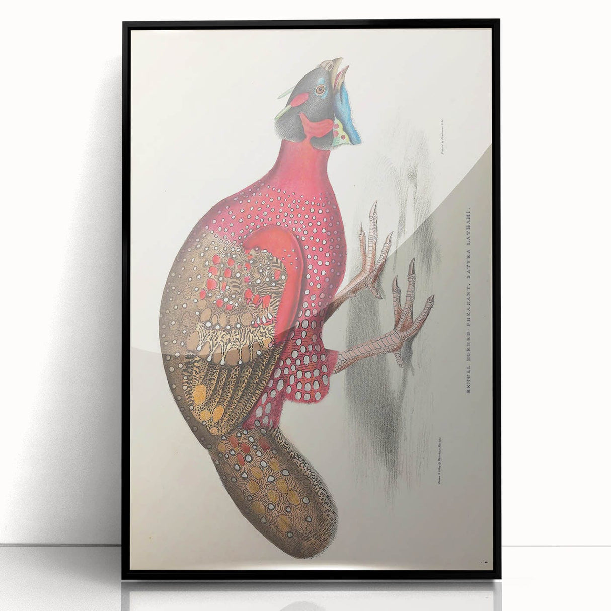 Vintage Animal Art - Bengal Horned Pheasant Illustration Print