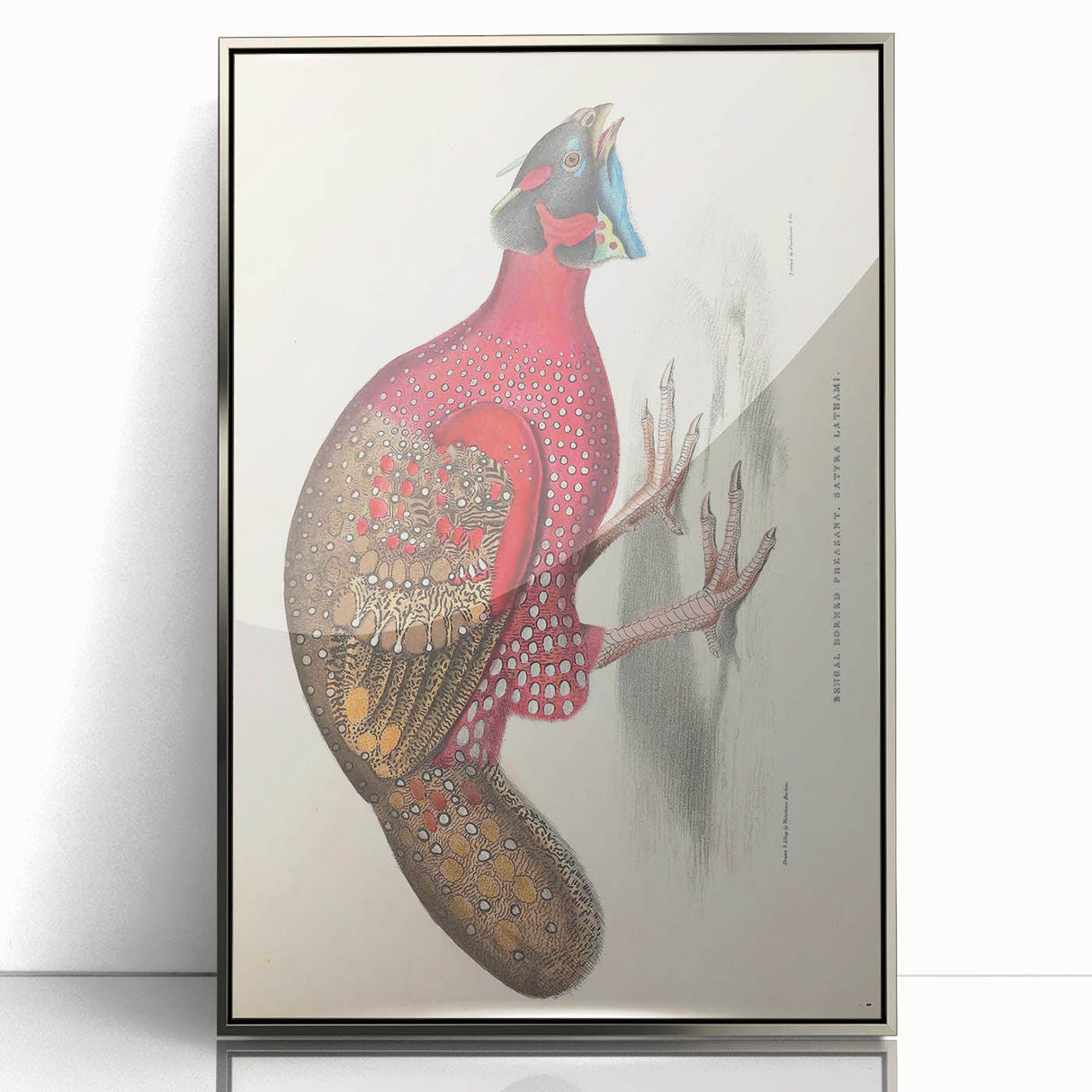 Vintage Animal Art - Bengal Horned Pheasant Illustration Print