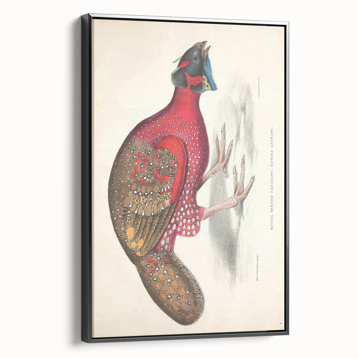 Vintage Animal Art - Bengal Horned Pheasant Illustration Print