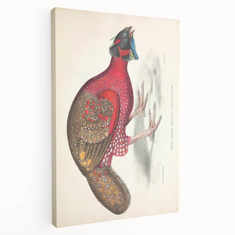 Vintage Animal Art - Bengal Horned Pheasant Illustration Print