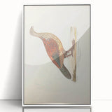 Vintage Animal Art - Curled Tail Pheasant Illustration Print