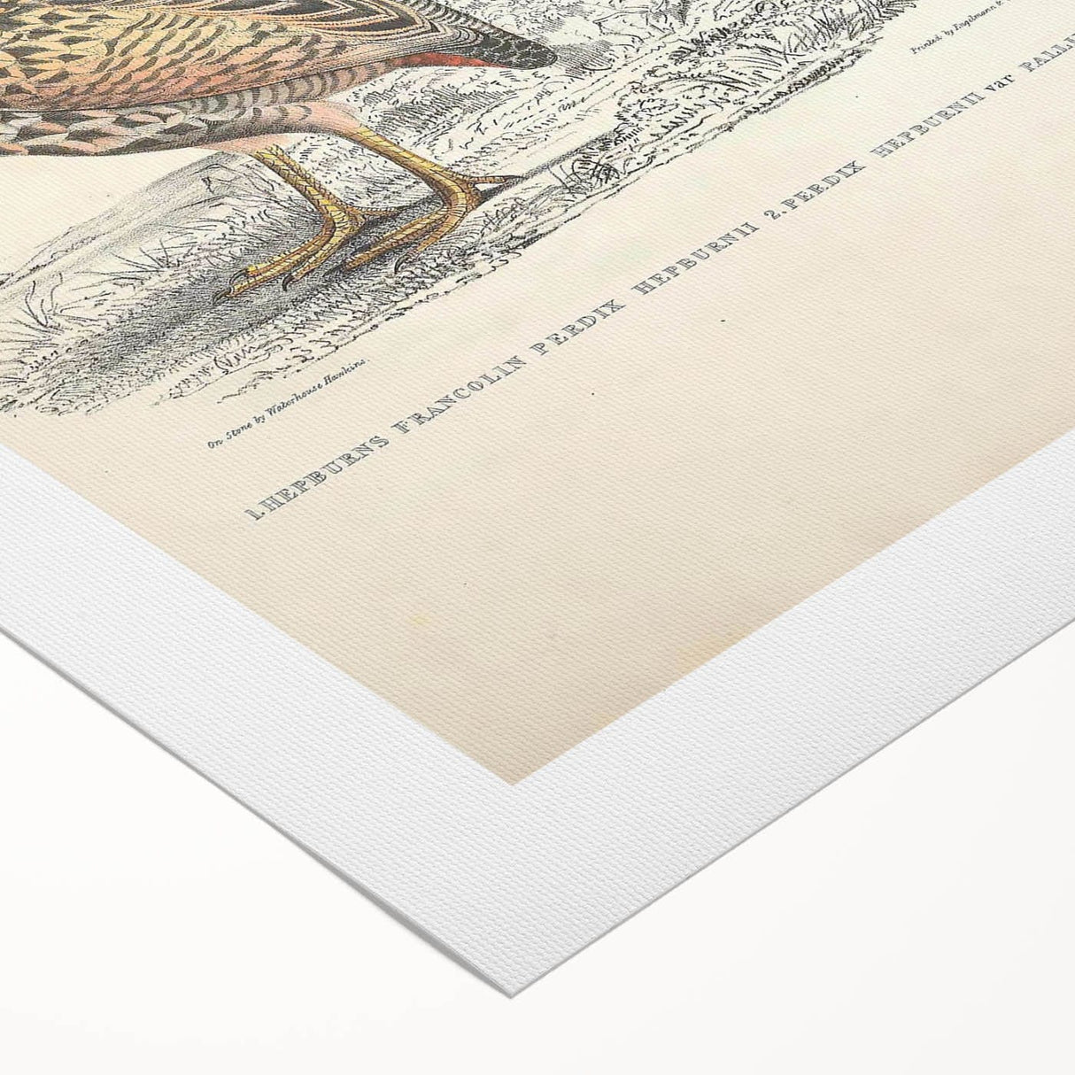 Vintage Animal Art - Francolin Pheasant Illustration Print