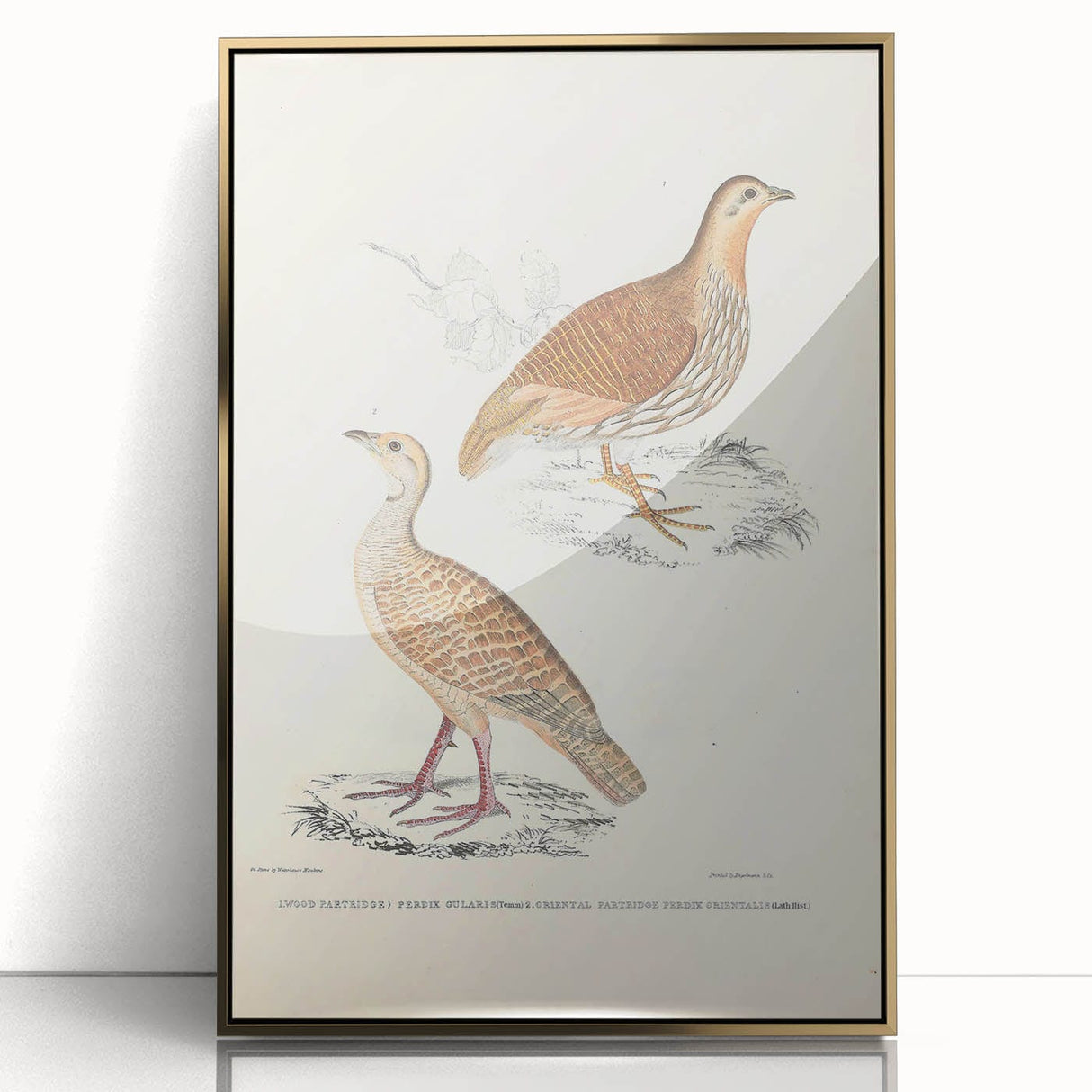 Vintage Animal Art - Oriental Partridge Illustration Print