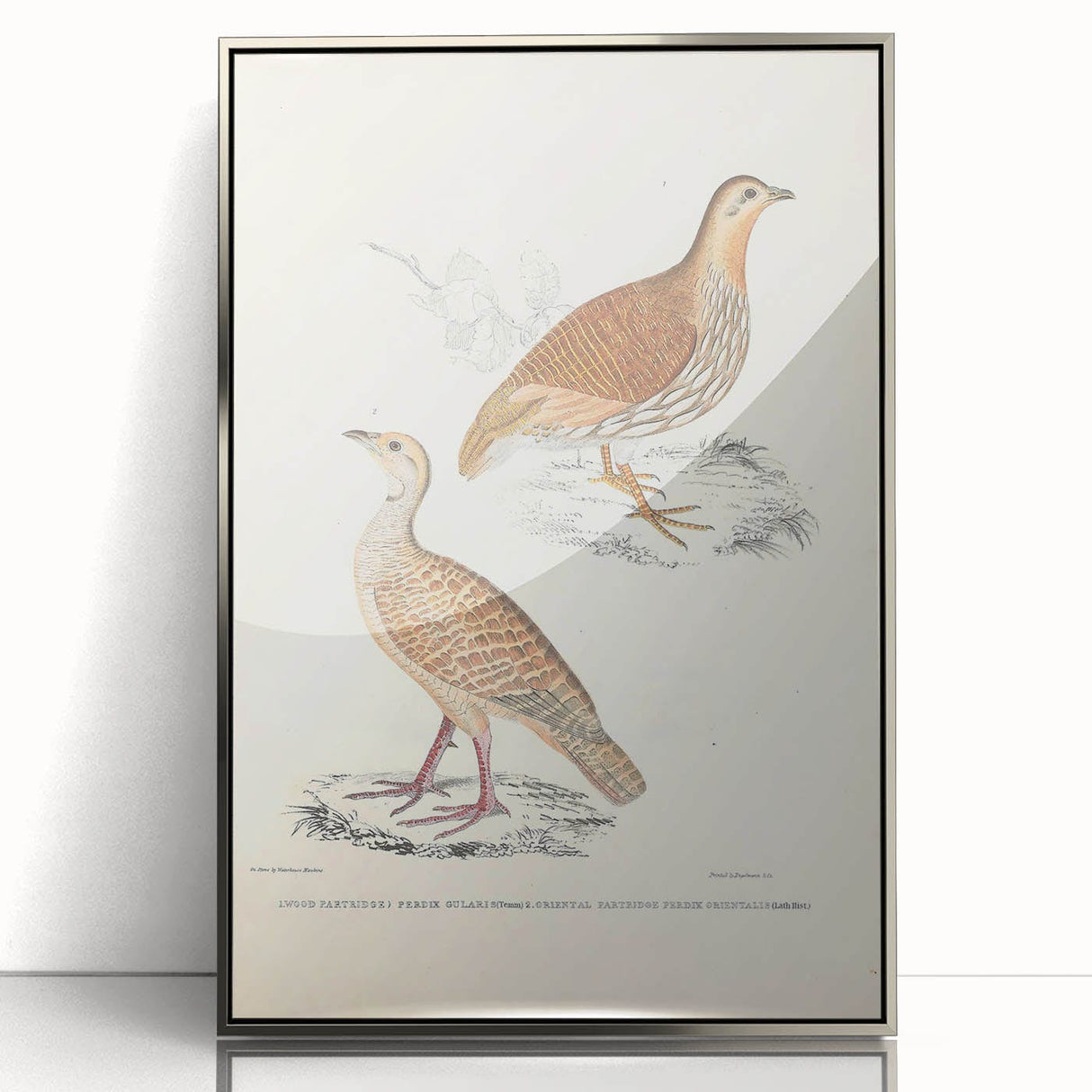 Vintage Animal Art - Oriental Partridge Illustration Print