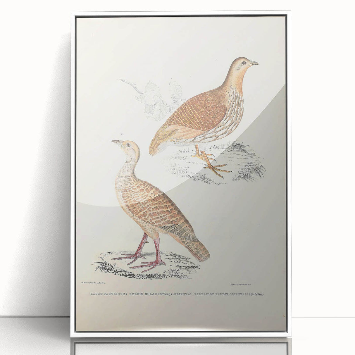 Vintage Animal Art - Oriental Partridge Illustration Print