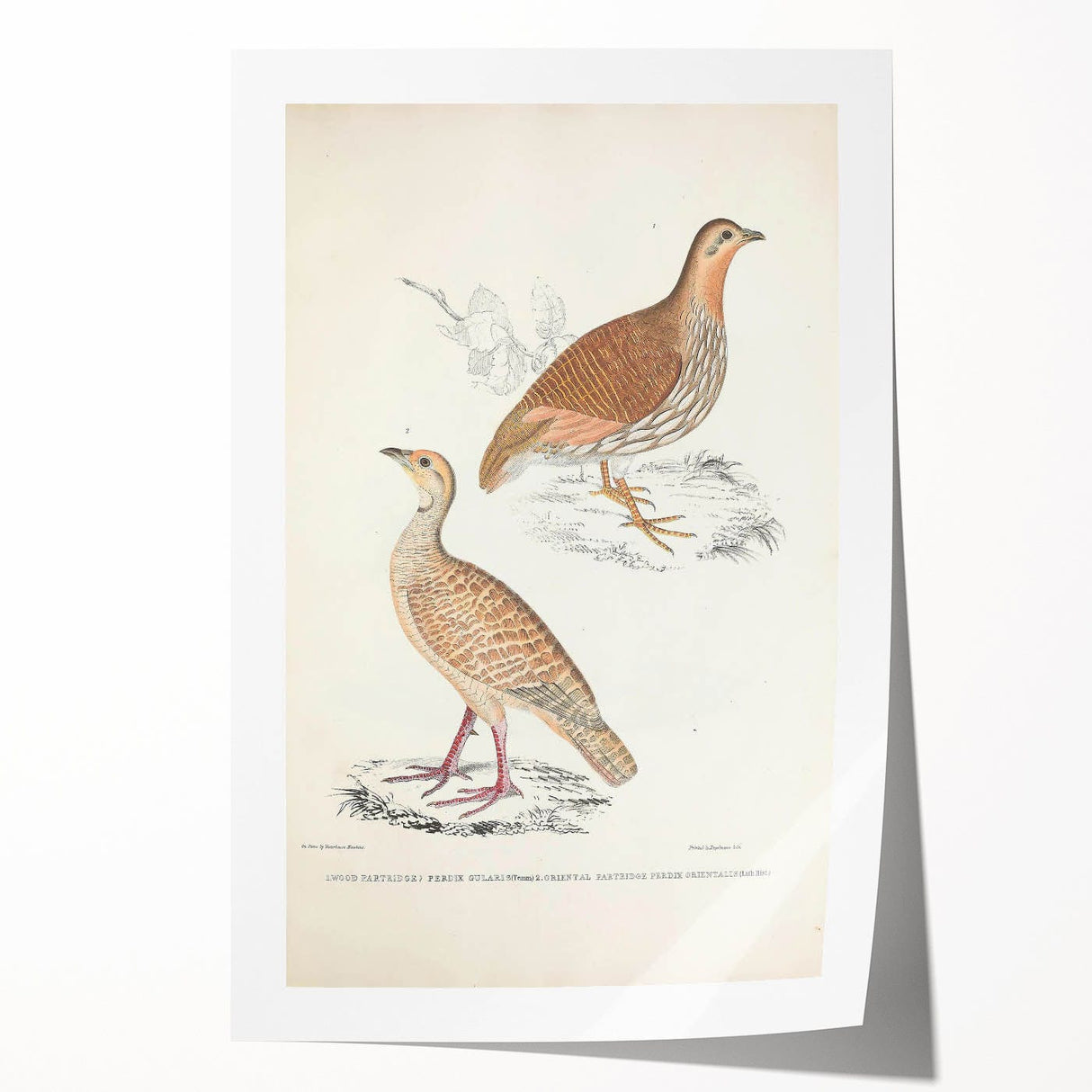 Vintage Animal Art - Oriental Partridge Illustration Print