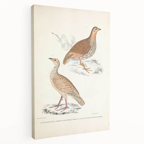Vintage Animal Art - Oriental Partridge Illustration Print