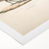 Vintage Animal Art - Olive Partridge Illustration Print