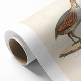 Vintage Animal Art - Olive Partridge Illustration Print