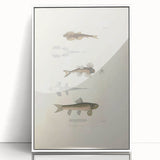Vintage Animal Art - Fish Species Illustration Print