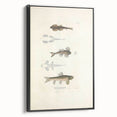 Vintage Animal Art - Fish Species Illustration Print