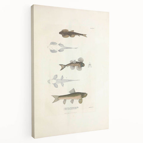 Vintage Animal Art - Fish Species Illustration Print