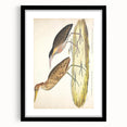 Vintage Animal Art – Yellow-Necked Heron Illustration Print