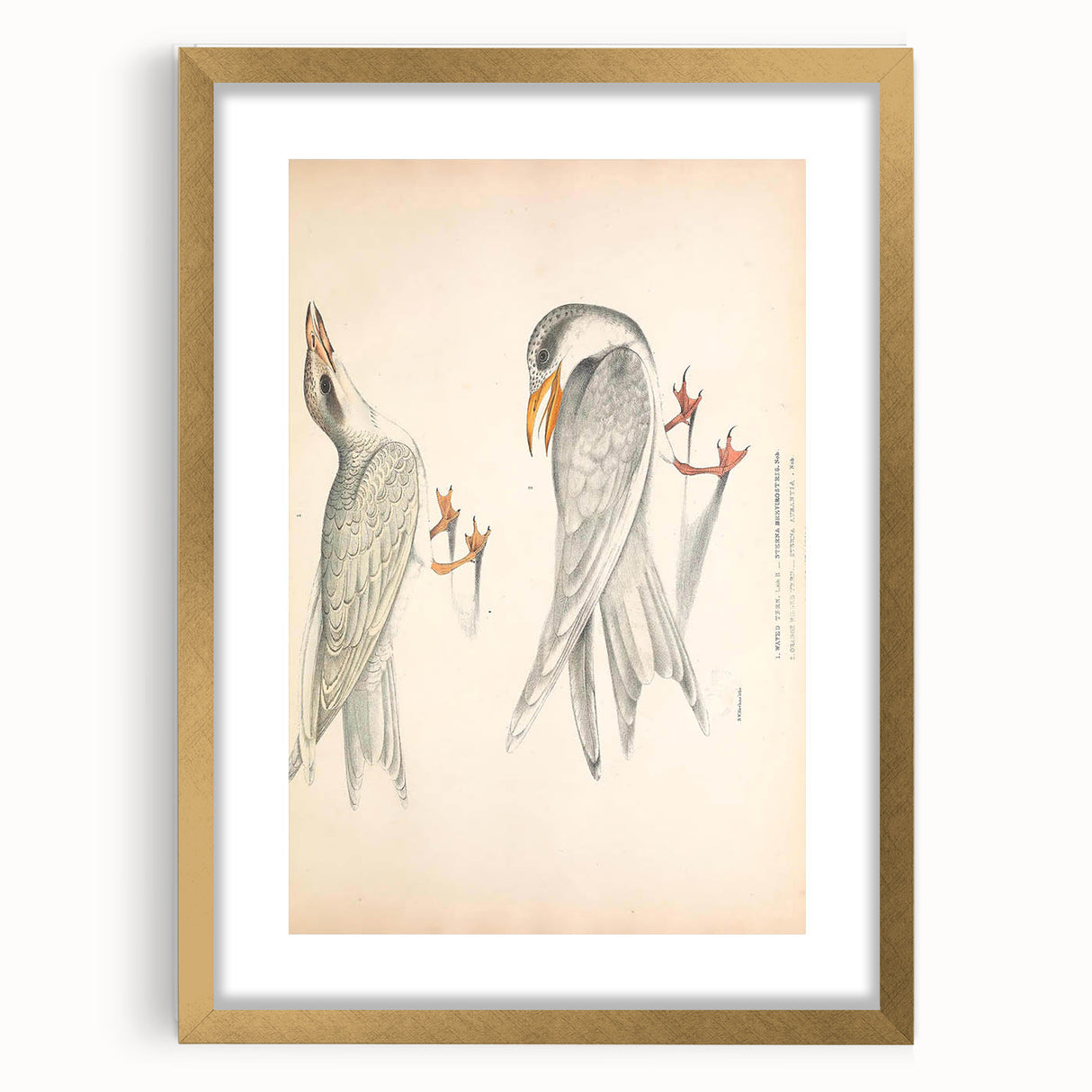 Vintage Animal Art – Waved Tern Illustration Wall Print