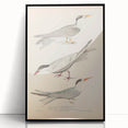 Vintage Animal Art – Elegant Tern Bird Illustration Wall Print