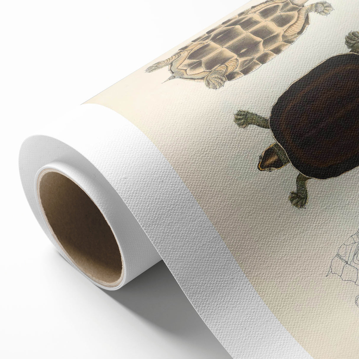 Vintage Animal Art – Thuji Terrapin Turtle Illustration Print