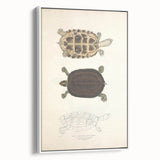Vintage Animal Art – Thuji Terrapin Turtle Illustration Print
