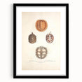Vintage Animal Art – Spiny Turtle Illustration Wall Print