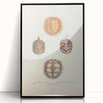 Vintage Animal Art – Spiny Turtle Illustration Wall Print