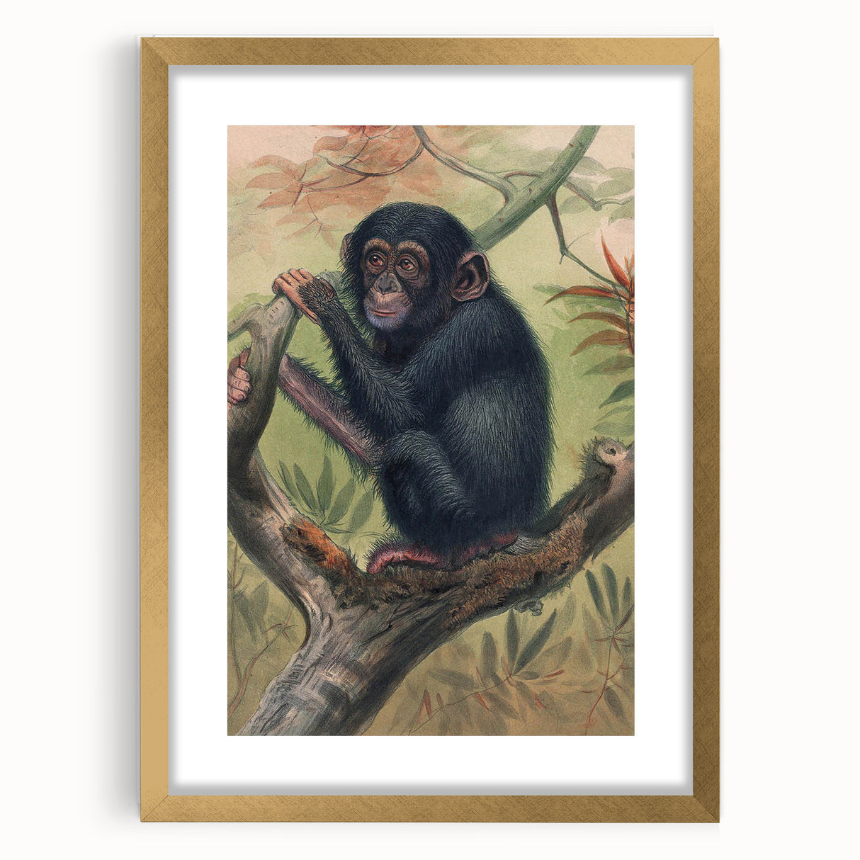 Vintage Animal Art – Chimpanzee Illustration Wall Print