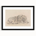 Vintage Animal Art – Lion Sketch Illustration Wall Print
