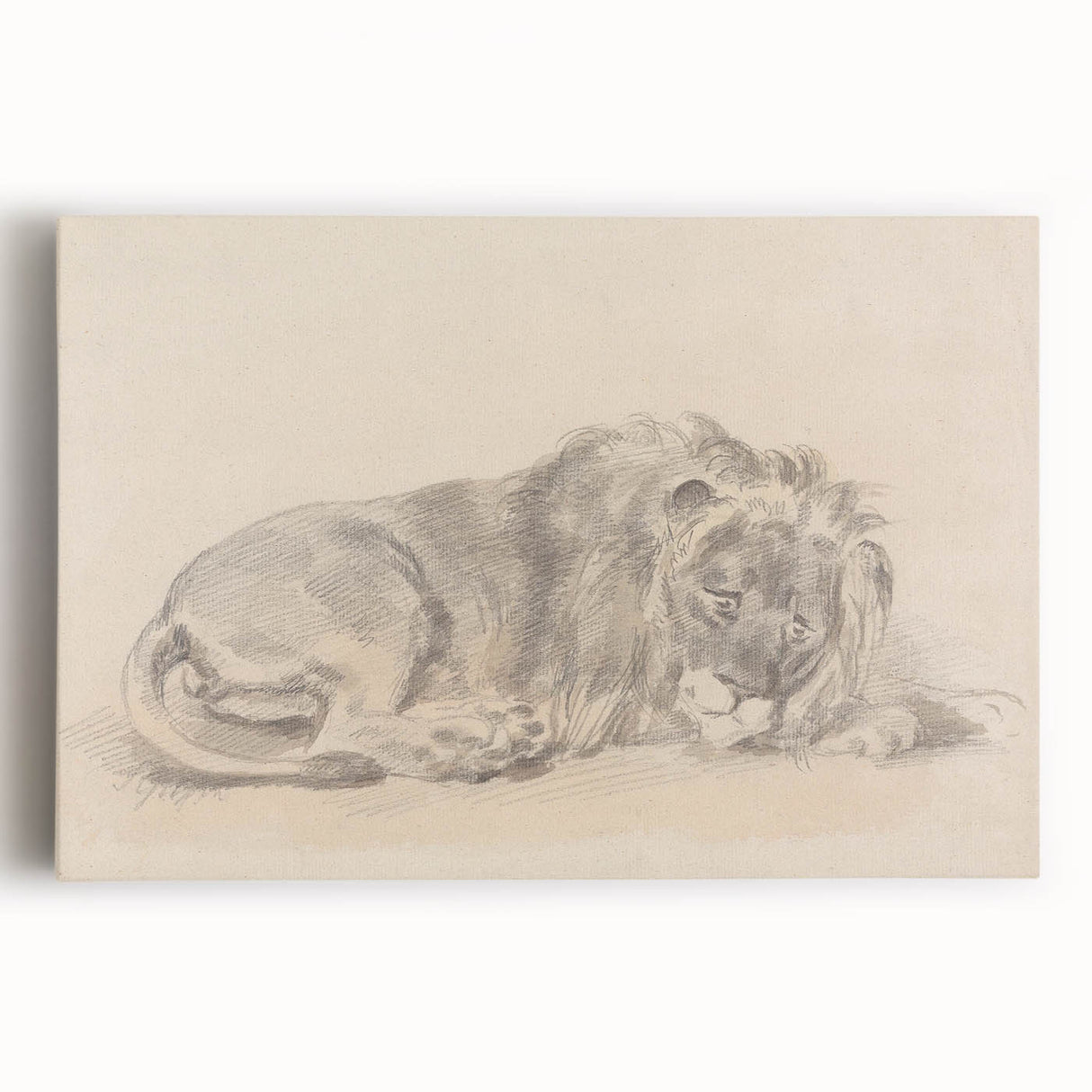 Vintage Animal Art – Lion Sketch Illustration Wall Print