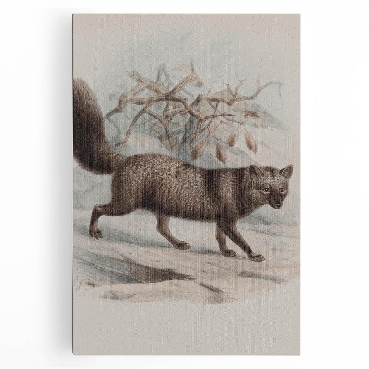Vintage Fox Illustration – Classic Animal Wall Art Print