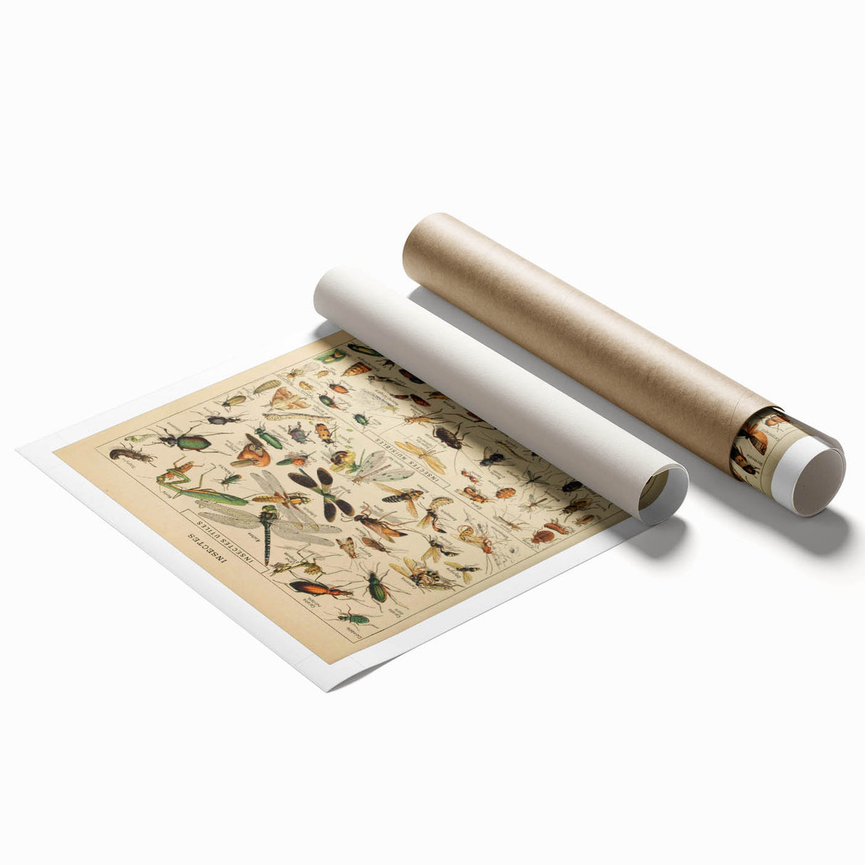 Vintage Animal Art: Scientific Insect Illustration Wall Print