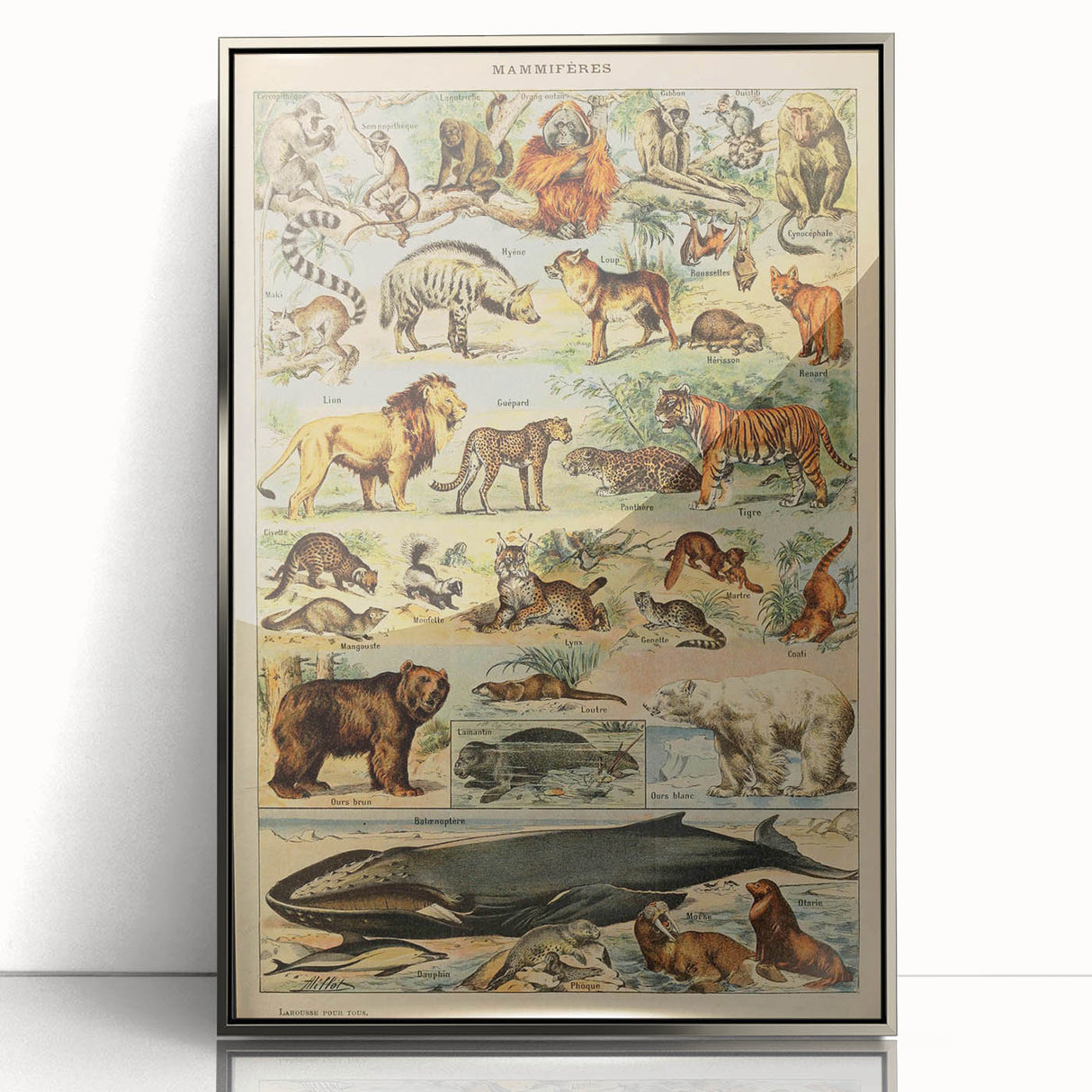 Vintage Animal Art: Retro Mammal Illustration Wall Print