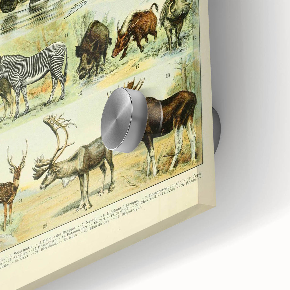 Vintage Animal Art: Retro Wildlife Mammal Illustration Print