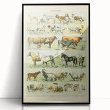 Vintage Animal Art: Retro Farm & Domestic Mammals Illustration