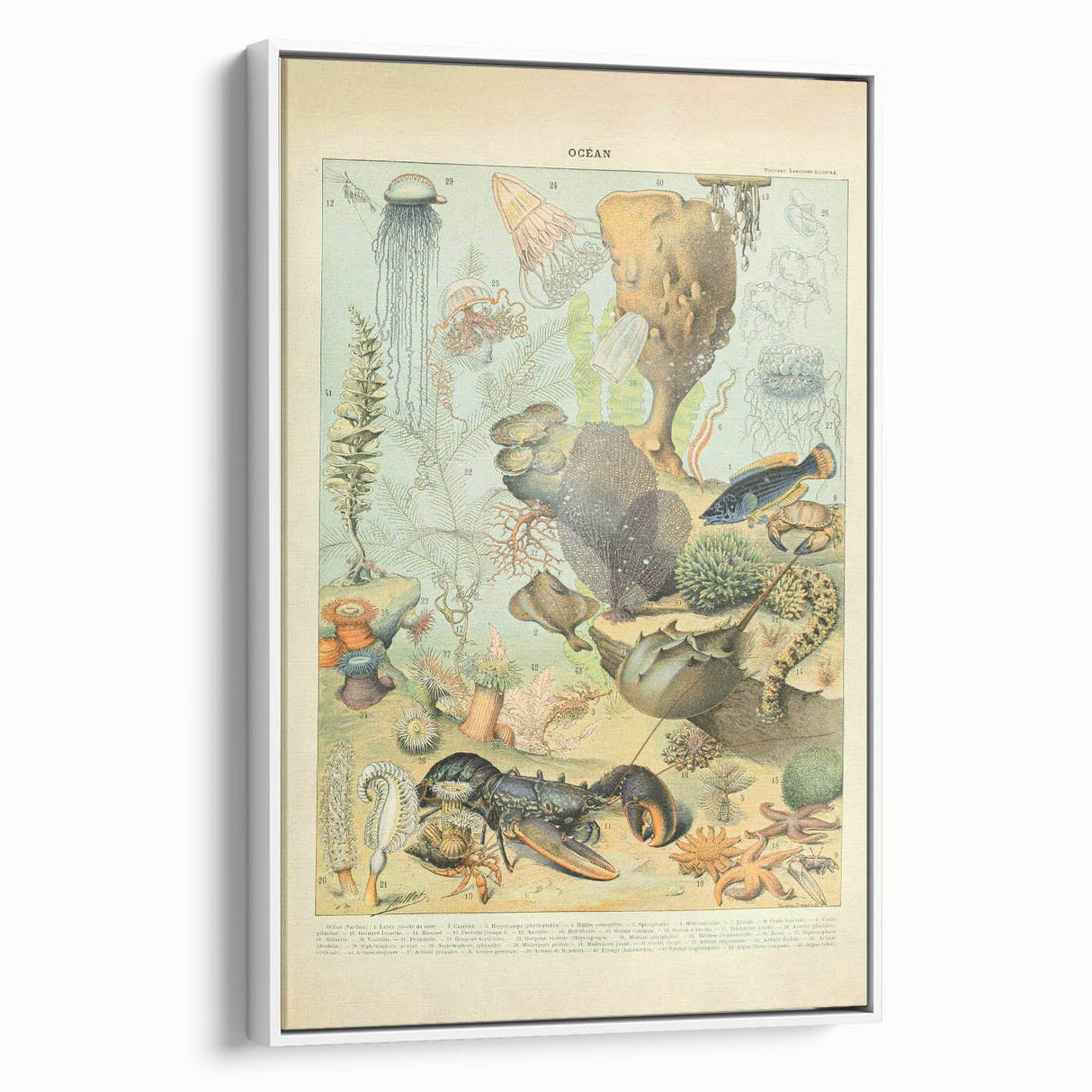 Vintage Animal Art: Retro Ocean Life & Marine Creatures Print
