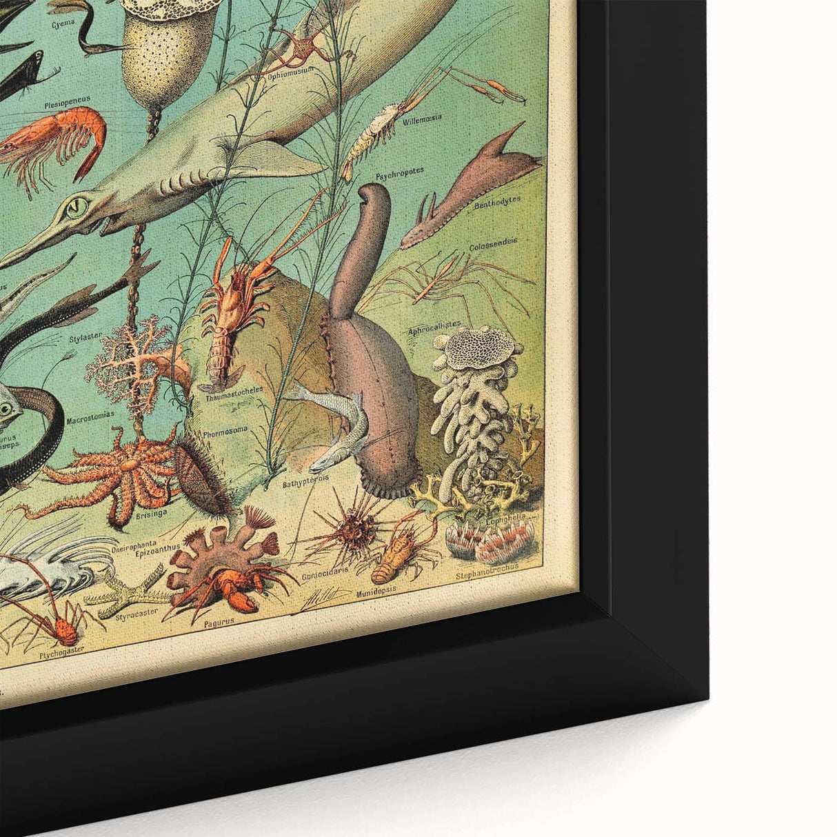 Vintage Animal Art: Deep-Sea Oceanography Marine Life Illustration