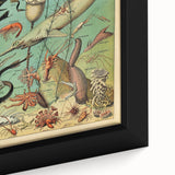 Vintage Animal Art: Deep-Sea Oceanography Marine Life Illustration