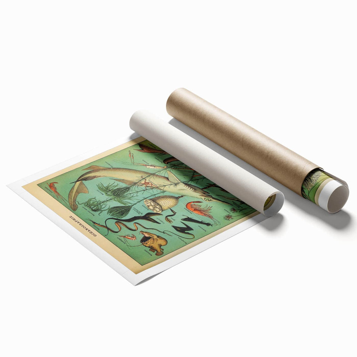 Vintage Animal Art: Deep-Sea Oceanography Marine Life Illustration