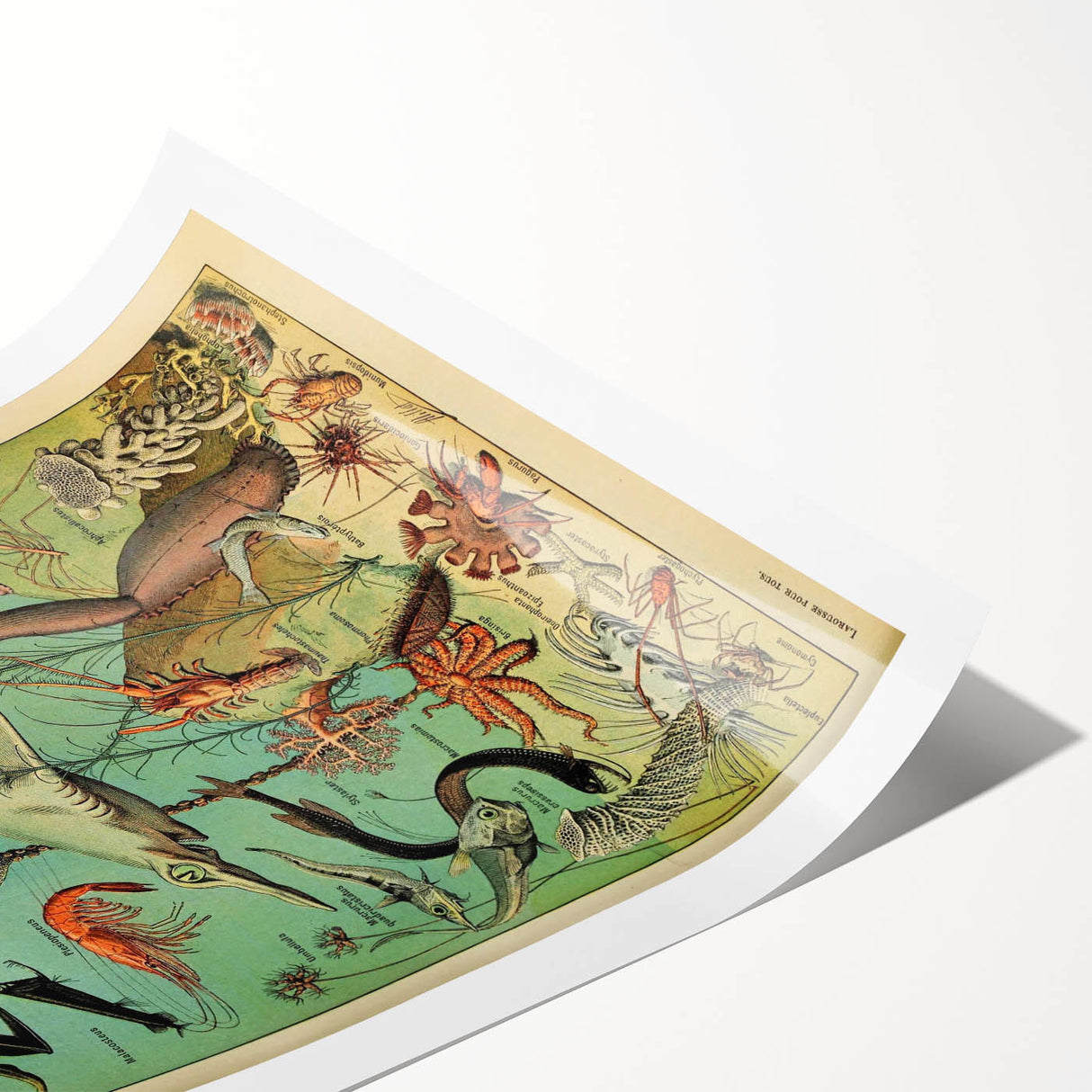Vintage Animal Art: Deep-Sea Oceanography Marine Life Illustration