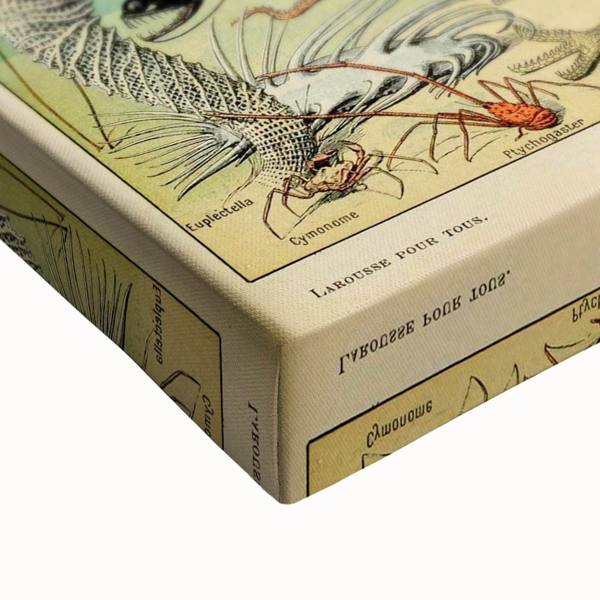 Vintage Animal Art: Deep-Sea Oceanography Marine Life Illustration
